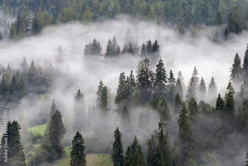 Autumn landscape in a nature reserve. Fog over the forest.