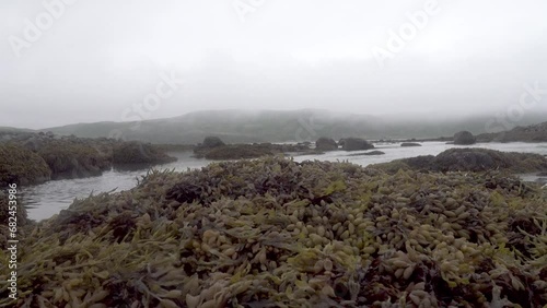 Bladder wrack (Fucus vesiculosus) predominant, and Fucus distichus at low tide on the littoral of the eastern coast of Scandinavia, the Barents Sea fiord photo