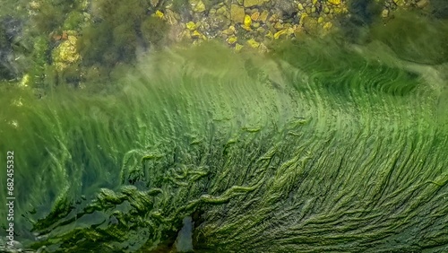 Green algae or seagrass slowly flowing in calm sea waves photo