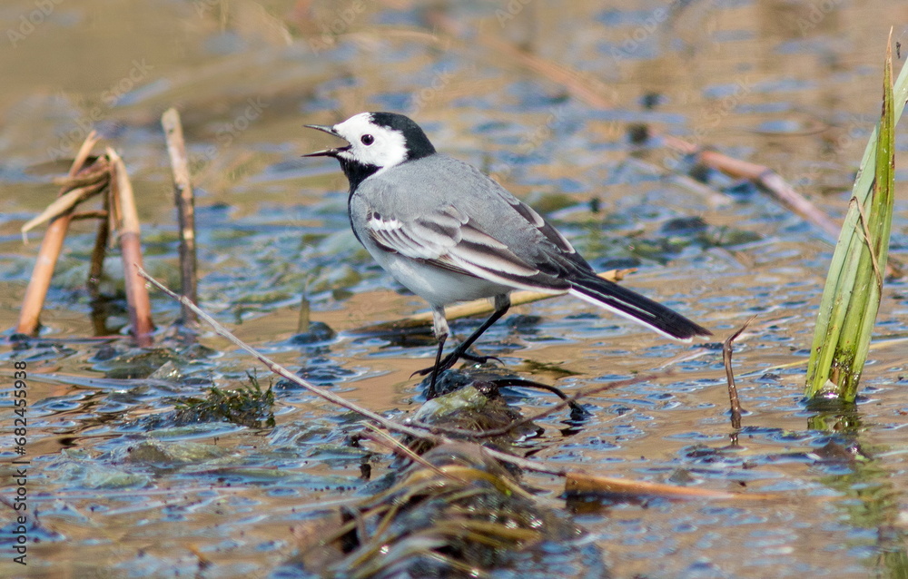 Obraz premium great crested grebe
