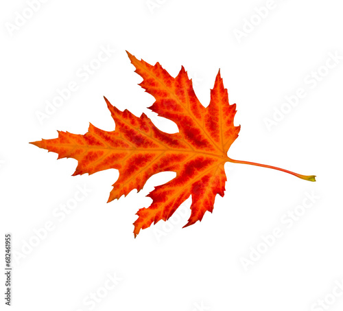 Red maple leaf isolated on transparent background.  Autumn mood.