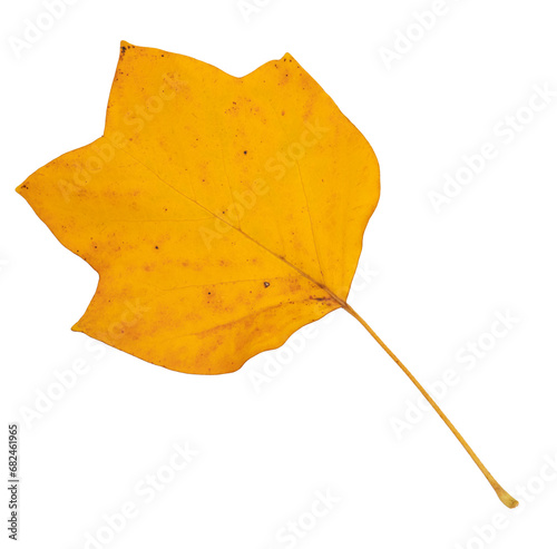 Autumn yellow leaf of tulip tree,