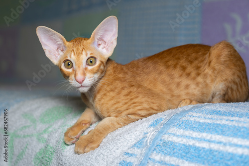 Red, cute kitten, Oriental breed. A kitten with big ears
