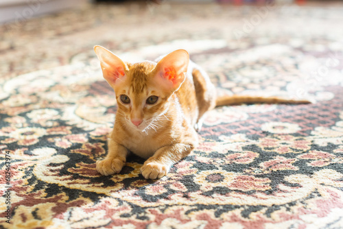 Red, cute kitten, Oriental breed. A kitten with big ears