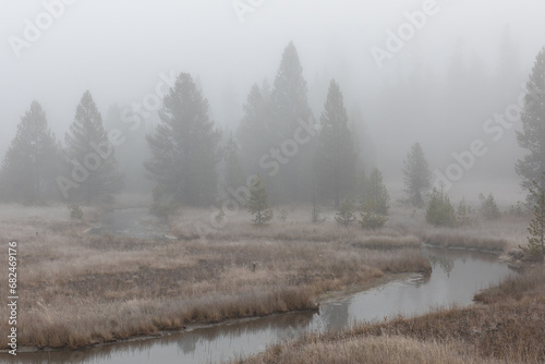 Trees shrouded by early morning fog in Yellowstone National park