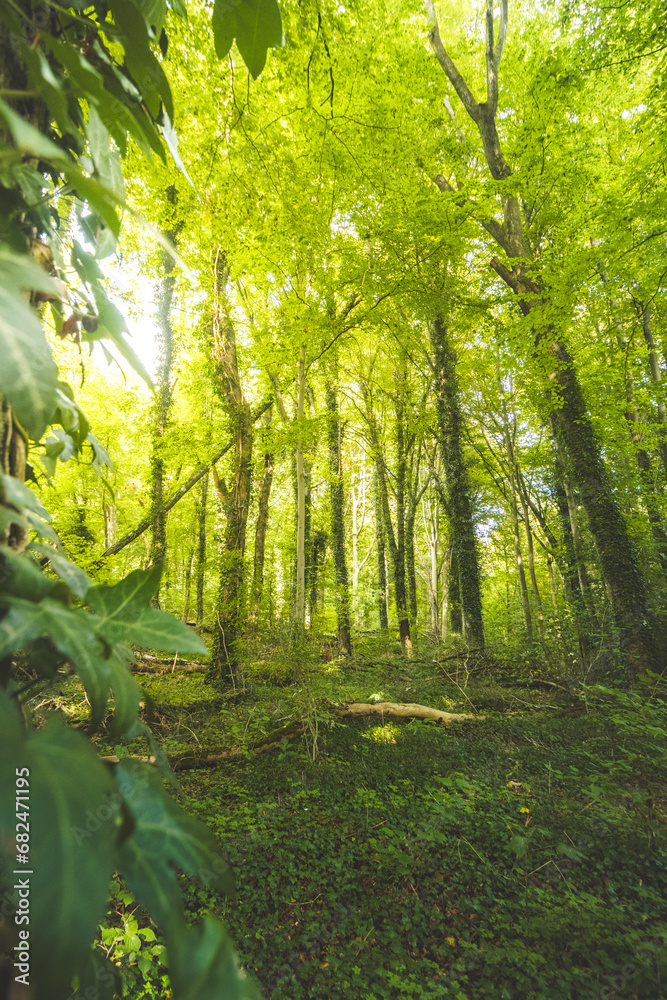 Obraz premium Sunset in a pristine deciduous forest in Hallerbos, Brabantse Wouden National Park, Belgium