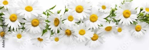Bright chamomile daisy flower bud and stems pattern on white background. Aesthetic summer flower texture background © md alamin