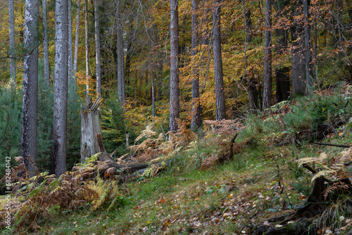 Im Herbstwald mit Buchen, Mischwald, fast märchenhafte Stimmung