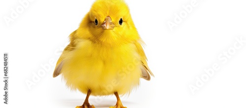 In a beautifully lit space, a cute young animal with yellow feathers and a new beak stands isolated on a white background, adding a funny and adorable touch to farm life, showcasing the beauty of