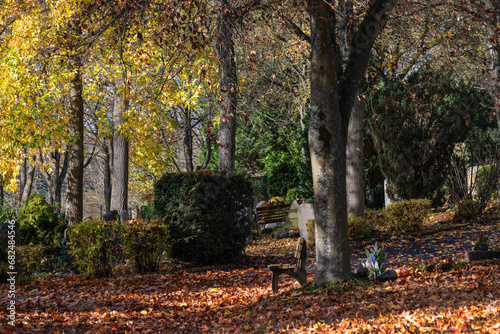 Im Herbstwald mit Buchen, Mischwald, fast märchenhafte Stimmung