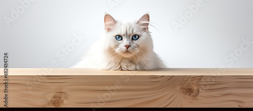 In a beautifully vintage portrait, a cute and young white cat with blue eyes rests gracefully on a wooden surface, isolated against a white background, showcasing the beauty of nature and the