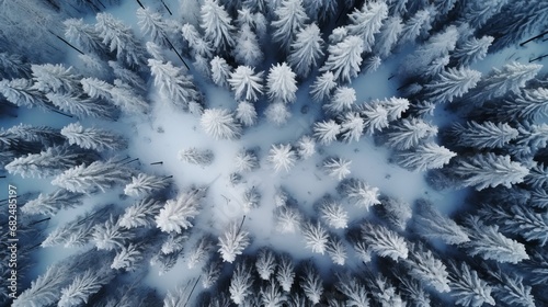 An aerial top-down perspective showcasing the serene beauty of a winter forest landscape. The scene captures the snowy expanse of the forest, highlighting the high and snow-covered fir trees photo