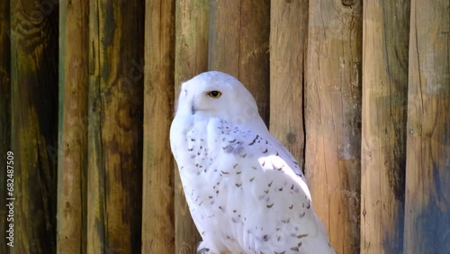White owl of a zoo turns its head