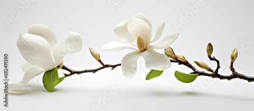 In the midst of the serene and vibrant nature, a beautiful white magnolia blossom, isolated against a pristine white background, stood as a gem of floral beauty, decorating the tree with its