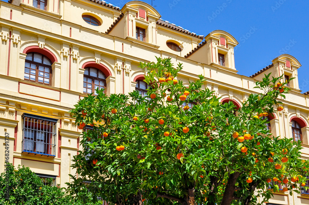 Orange tree on streets of Seville, Andalusia, Spain