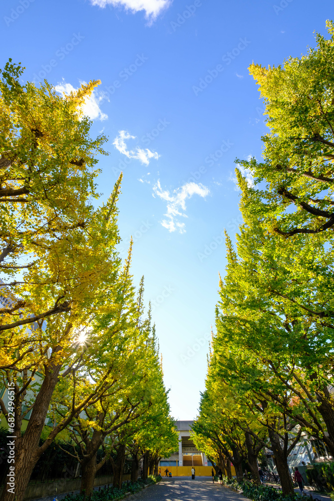 Fototapeta premium 明治神宮外苑の銀杏並木。11月の半ばに黄葉が始まった。