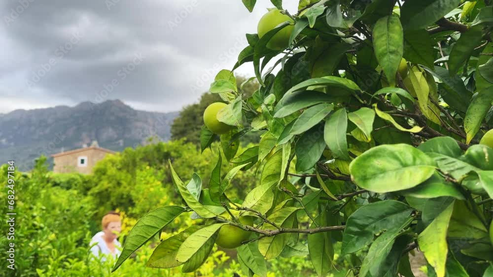 Ripe lemons hanging on a lemon tree in Spain. Yellow lemons grow on a tree in the garden. Sun in shining though the branch