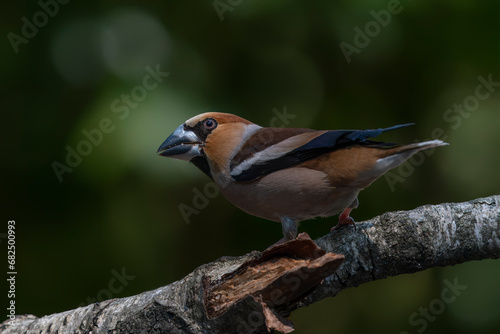  Beautiful male Hawfinch (Coccothraustes coccothraustes) on a branch in the forest of Noord Brabant in the Netherlands. 