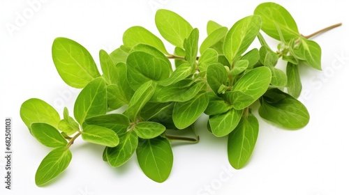 Oregano or marjoram leaves isolated on white background. Oregano fresh and dry.