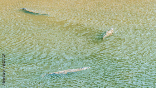 Crocodiles swimming in single file in a tropical river