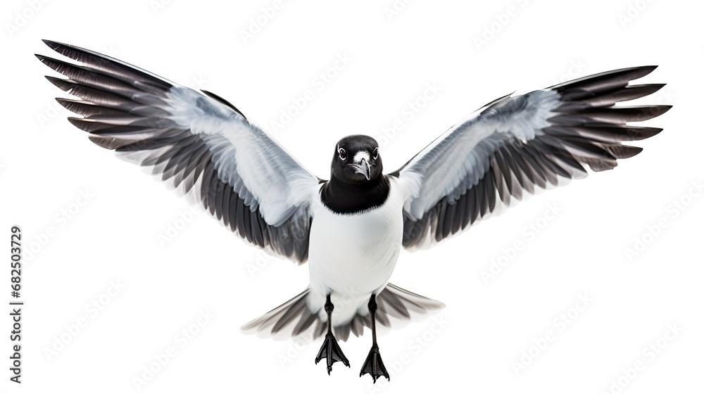Obraz premium a Seagull/Laughing Gull in-flight frontal view in an isolated and transparent PNG in a Nature-themed, photorealistic illustration. Generative ai