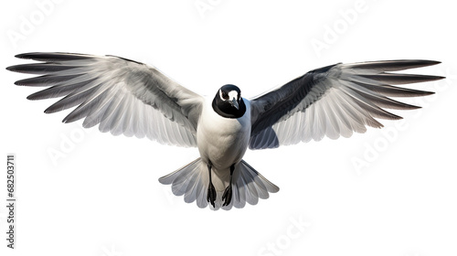 a Seagull/Laughing Gull in-flight frontal view in an isolated and transparent PNG in a Nature-themed, photorealistic illustration. Generative ai