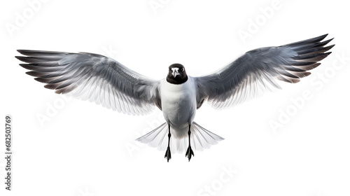 a Seagull/Laughing Gull in-flight frontal view in an isolated and transparent PNG in a Nature-themed, photorealistic illustration. Generative ai photo