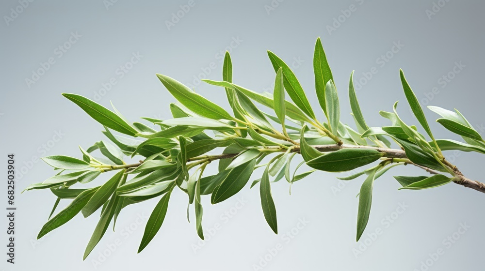 Tea tree (Thea sinensis). The leaves have been used in alternative medicine and other medical systems to treat asthma, angina pectoris, peripheral vascular disease, and coronary artery disease.