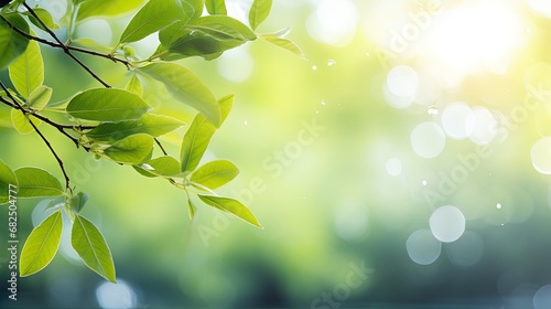 Green leaves  blurred backgrounds with bokeh  free space and nature.