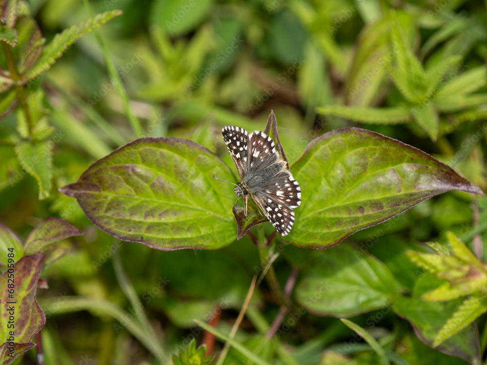 Grizzled Skipper Butterfly. Wings Open. Grizzled Skipper Butterfly. Wings Open.