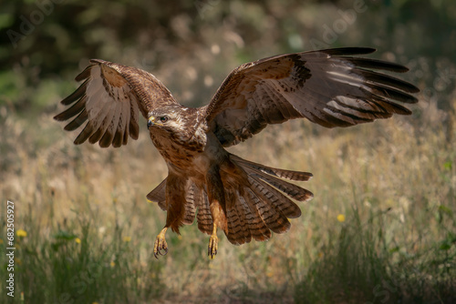 Common Buzzard (Buteo buteo) in flight in a forest of Noord Brabant in the Netherlands. Wings Spread. Front view. 