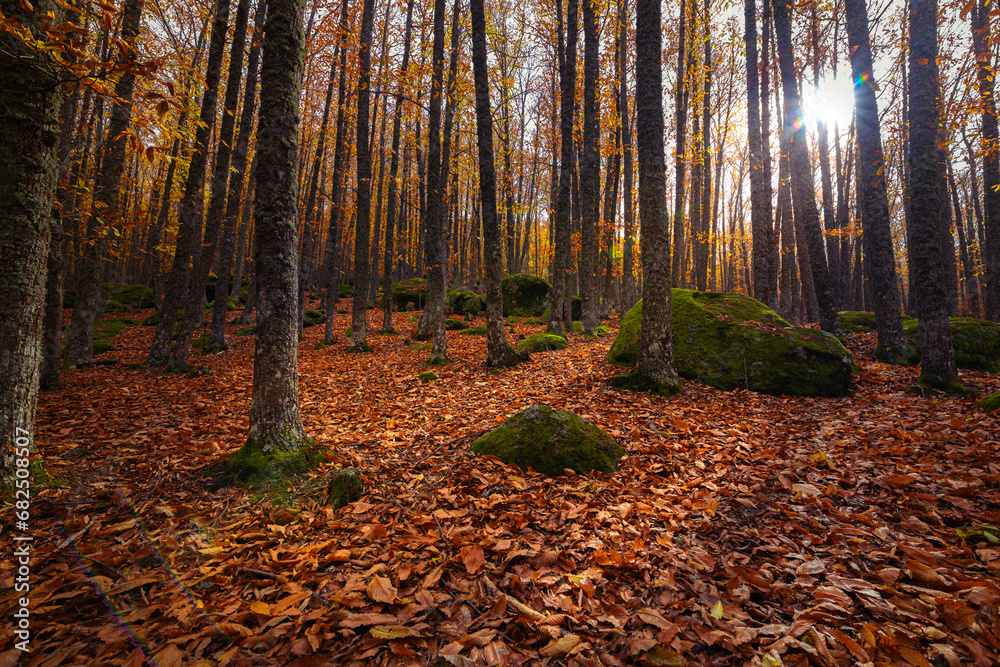 Trees of a chestnut forest with the ground covered with leaves and the sunlight getting between the trunks Trees of a chestnut forest with the ground covered with leaves and the sunlight getting between the trunks