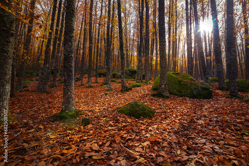 Cuadro en lienzo Trees of a chestnut forest with the ground covered with leaves and the sunlight