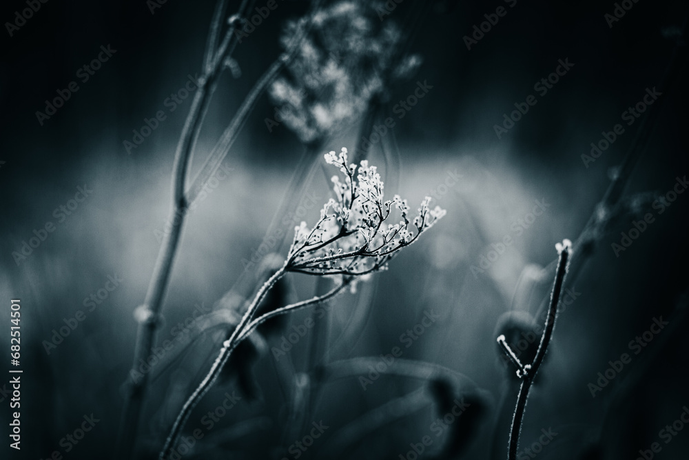 Fototapeta premium Black and white photo of tall grass covered with white frost in the cold season. Nature in December. The cold of the coming winter.