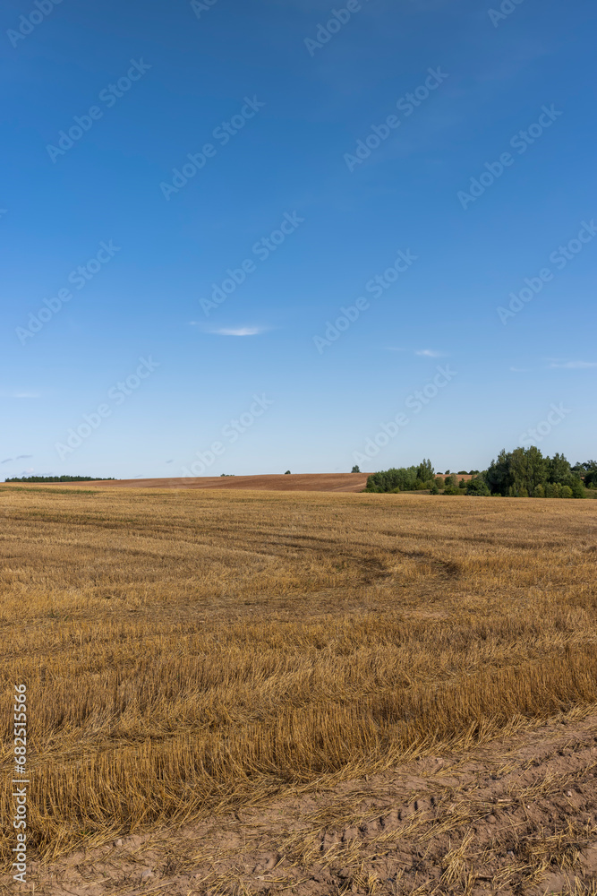 stubble and straw after the wheat harvest