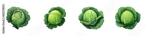 Cartoon cabbage set. Vector illustration photo