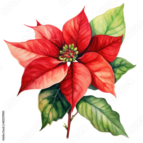 watercolor drawing of a poinsettia flower and leaves isolated