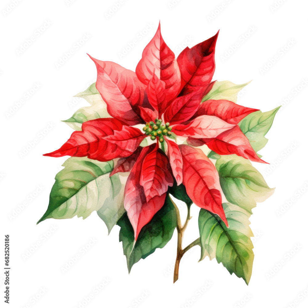 watercolor drawing of a poinsettia flower and leaves, isolated watercolor drawing of a poinsettia flower and leaves, isolated