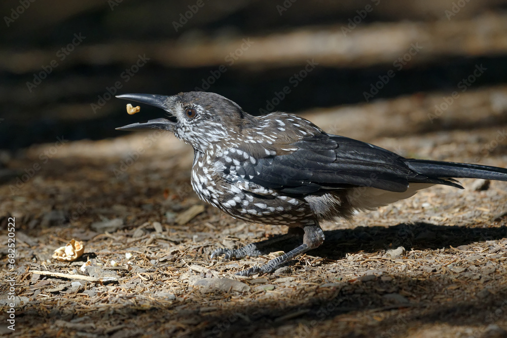Obraz premium Spotted nutcracker - Nucifraga caryocatactes