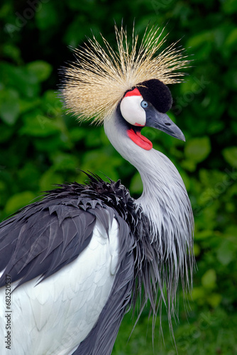 Grey crowned crane - Balearica regulorum