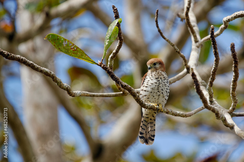 Mauritius kestrel - Falco punctatus photo