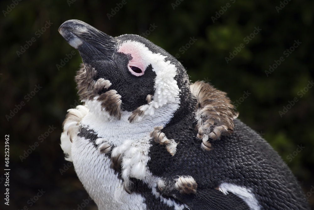 Fototapeta premium African penguin - Spheniscus demersus