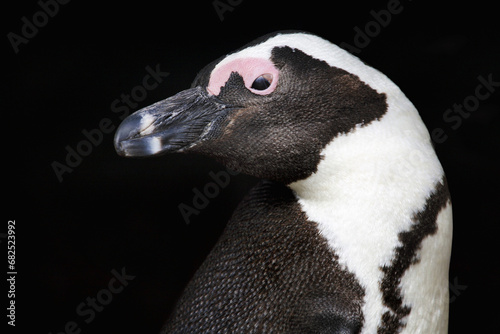 African penguin - Spheniscus demersus photo
