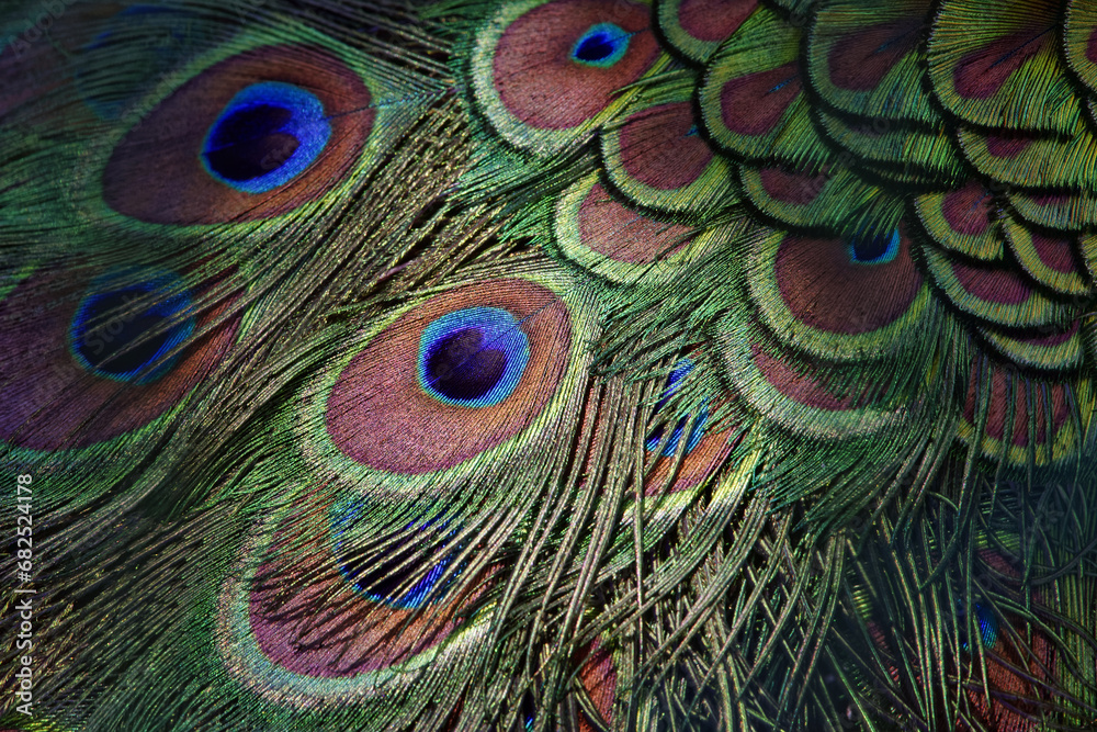 Fototapeta premium Indian peafowl feathers (male) - Pavo cristatus