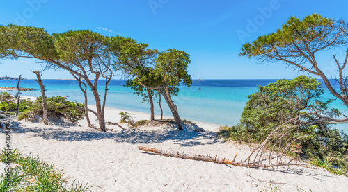 White sand and pine trees in Alghero