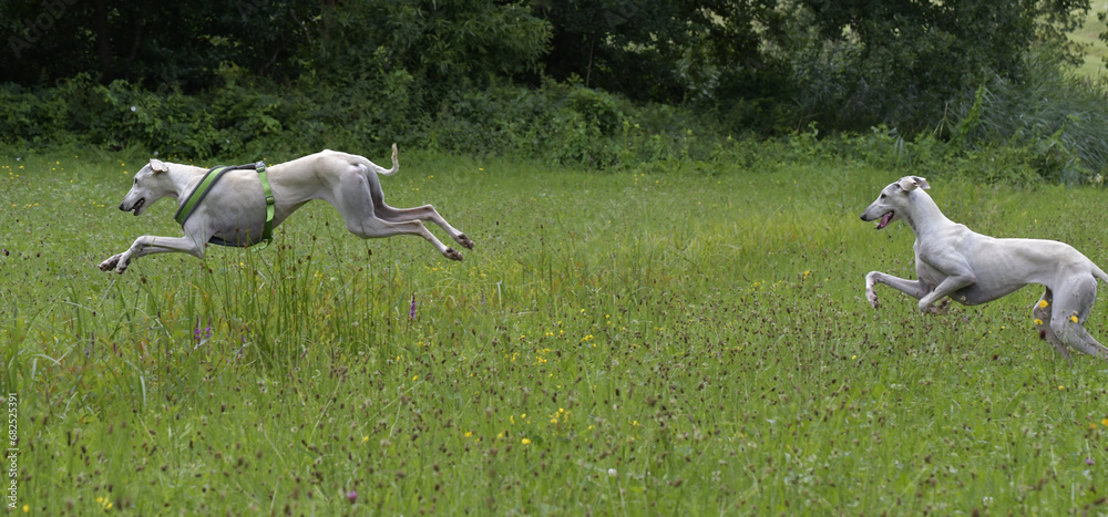 windhunde draussen windhunde draussen
