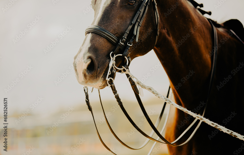 Fototapeta premium Portrait of a bay horse with a leather bridle on its muzzle and a lead rope on a summer foggy day. Equestrian sports and equestrian life. Horse riding.