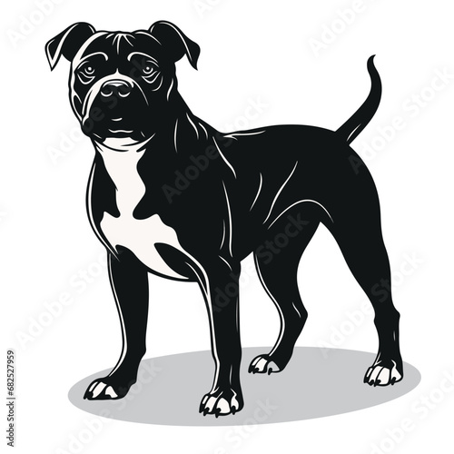 Staffordshire Bull Terrier silhouettes and icons. black flat color simple elegant Staffordshire Bull Terrier animal vector and illustration. photo