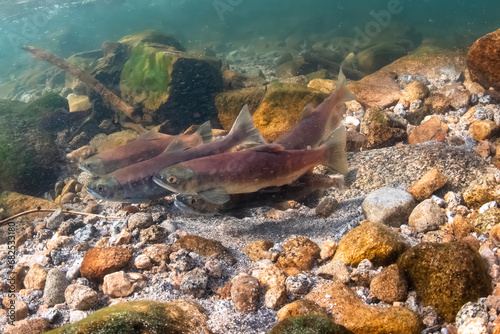 Kokanee, a landlocked form of sockeye salmon, breeding in Big Creek, Fresno County, California.