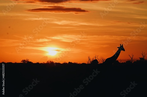 silhouette of a giraff